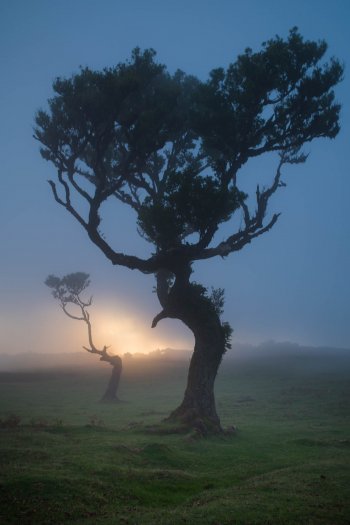 Madeira Fanal Tree
